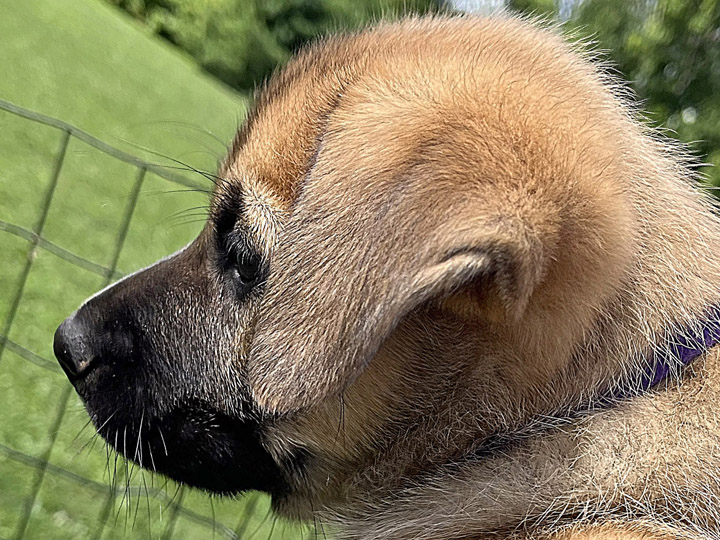 chinook puppy